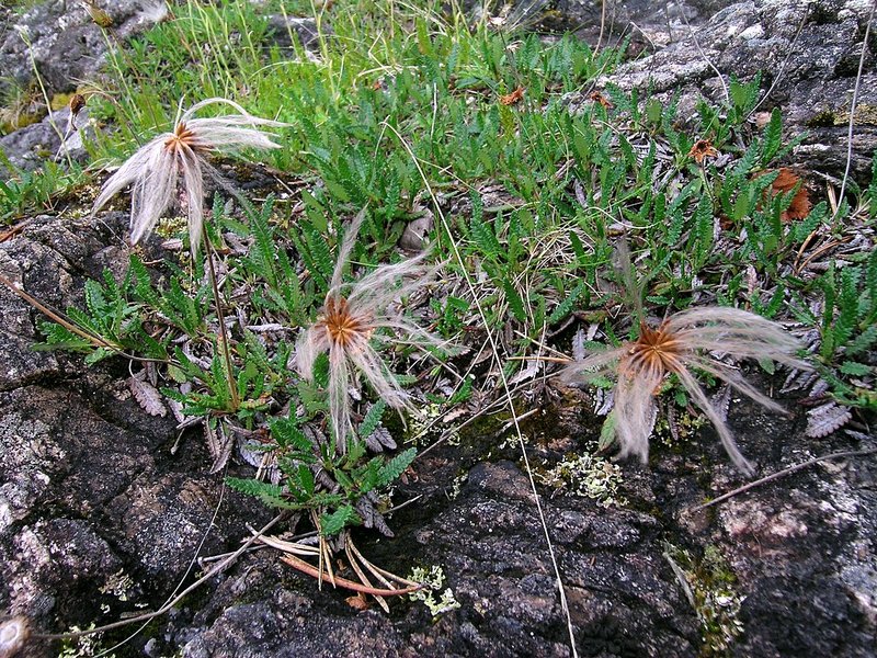 Image of Dryas punctata specimen.