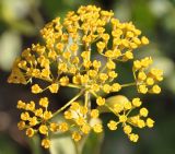 Bupleurum fruticosum