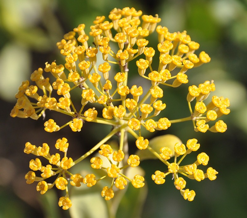 Изображение особи Bupleurum fruticosum.