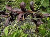 Orobanche gamosepala