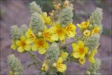 Verbascum ovalifolium