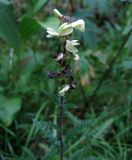 Pedicularis brachystachys