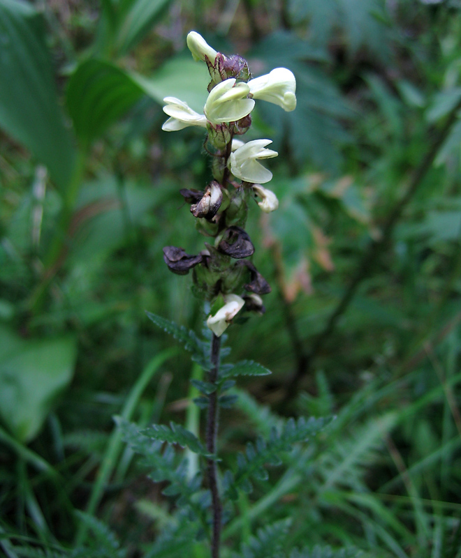 Изображение особи Pedicularis brachystachys.