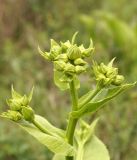 Inula macrophylla. Верхушка растения с нераскрывшимися соцветиями. Кыргызстан, Чуйская обл., борта лога между склонами восточнее с. Орто-Сай. 07.05.2015.