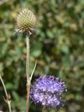 Dipsacus dipsacoides