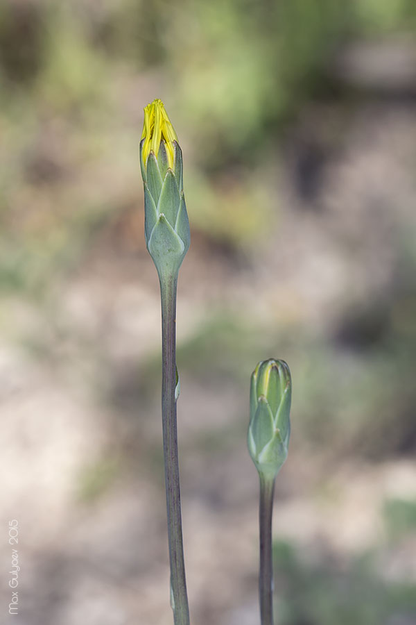 Image of Scorzonera crispa specimen.