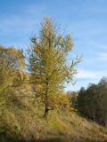 Populus suaveolens. Дерево с листвой в осенней окраске на лугу. Ленинградская обл., Кировский р-н, пос. Дачное, склон долины р. Мга у шоссе. 04.10.2015.