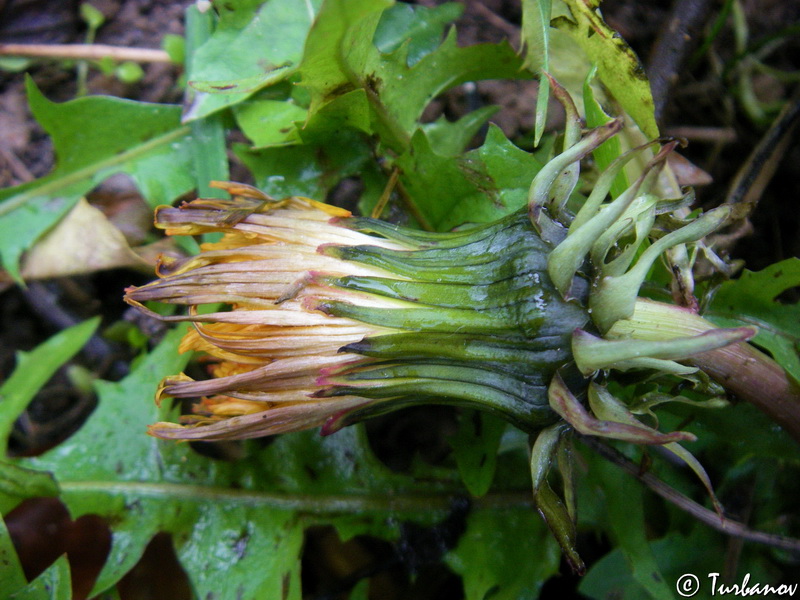 Image of Taraxacum pseudomurbeckianum specimen.