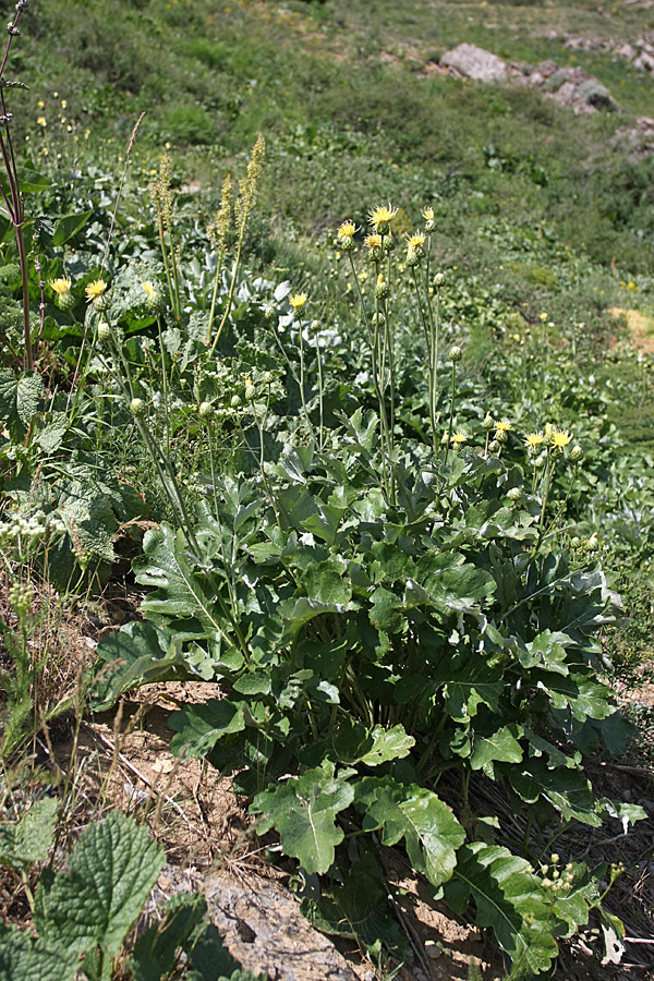 Изображение особи Cousinia grandifolia.