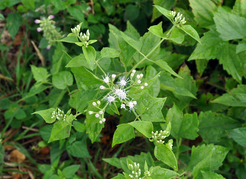 Изображение особи Chromolaena odorata.