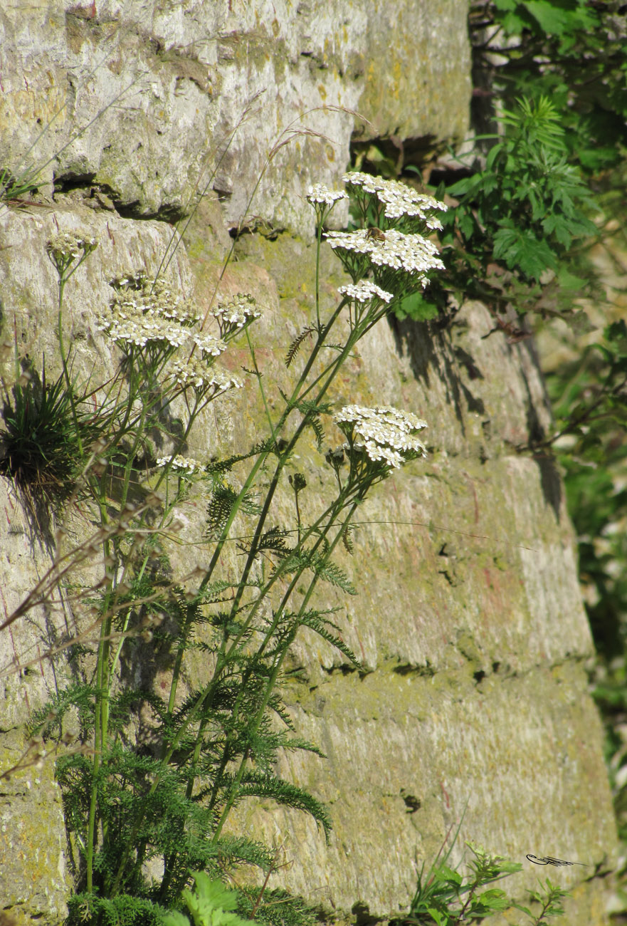 Изображение особи Achillea millefolium.