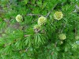 Larix kamtschatica
