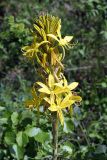 Asphodeline lutea