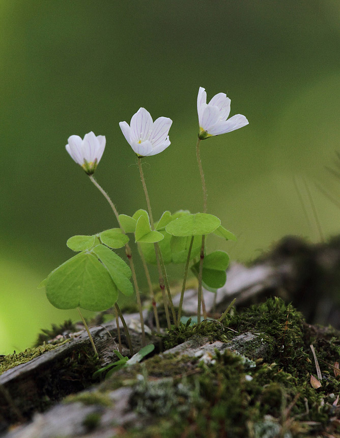 Изображение особи Oxalis acetosella.