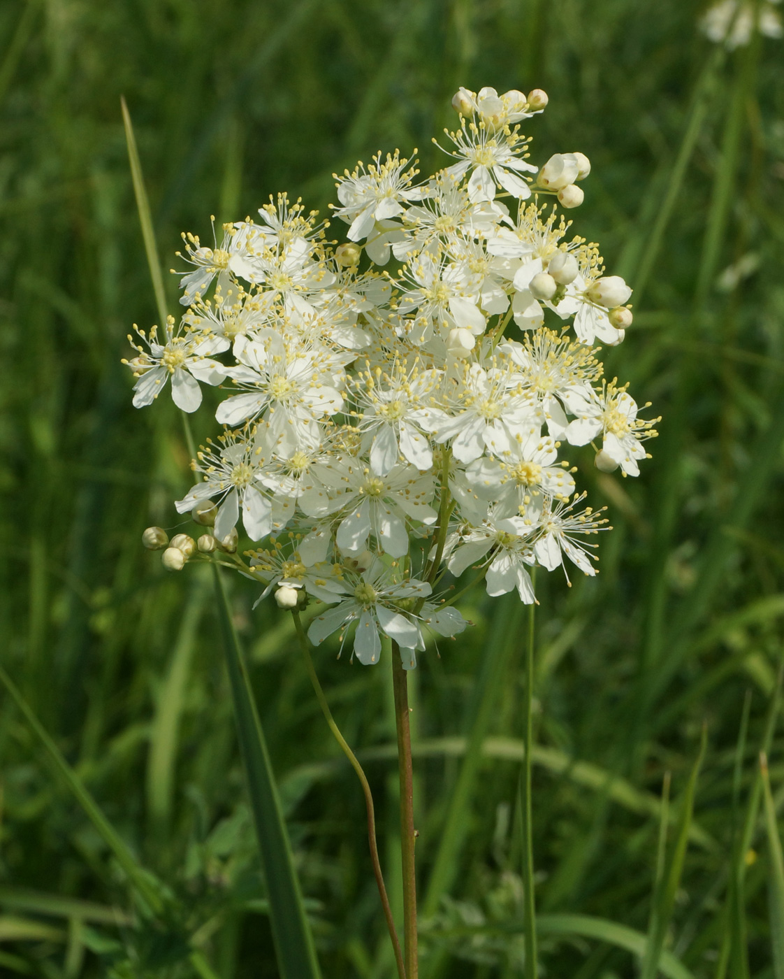 Image of Filipendula vulgaris specimen.
