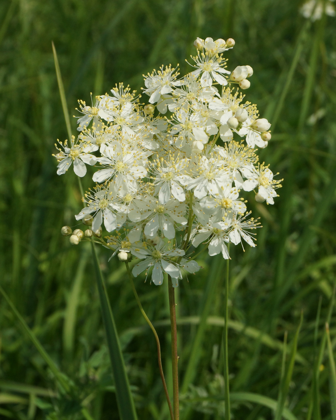 Изображение особи Filipendula vulgaris.