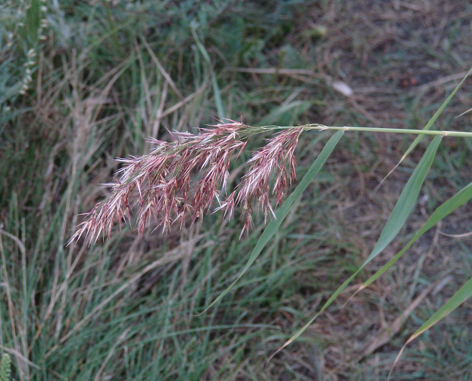Изображение особи род Calamagrostis.