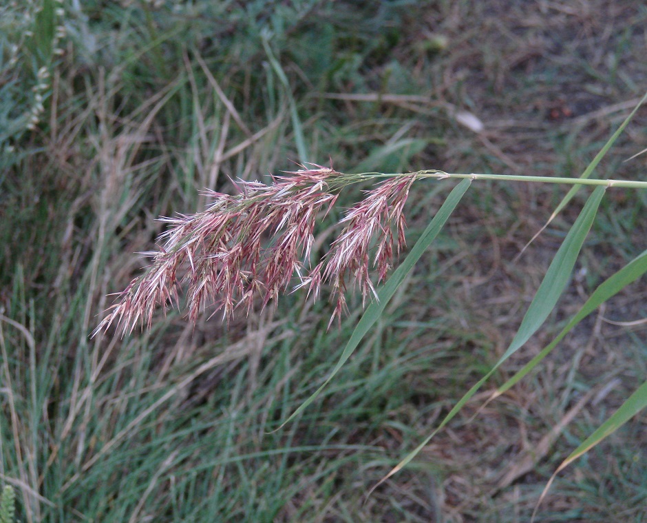 Image of genus Calamagrostis specimen.