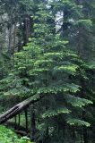 Abies nordmanniana. Дерево с молодыми побегами. Карачаево-Черкесия, окр. пос. Архыз, хребет Абишира-Ахуба, смешанный лес (выс. около 1700 м н.у.м.). 15.06.2015.