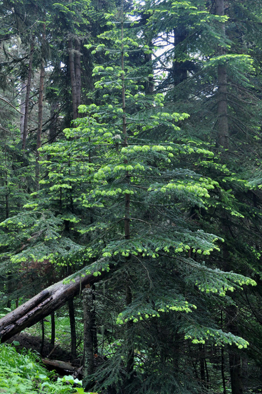 Изображение особи Abies nordmanniana.