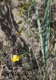 Caragana pygmaea