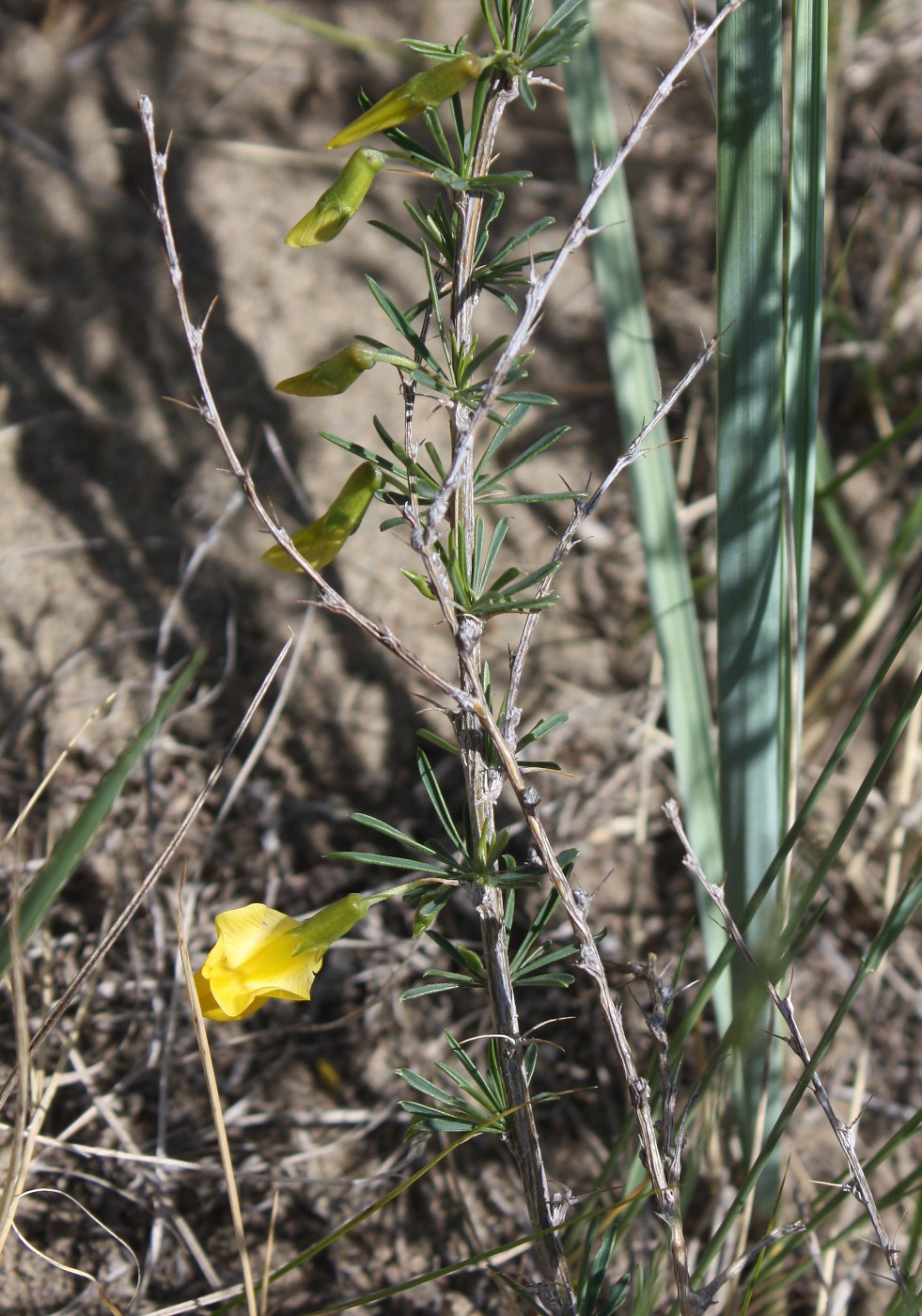 Image of Caragana pygmaea specimen.