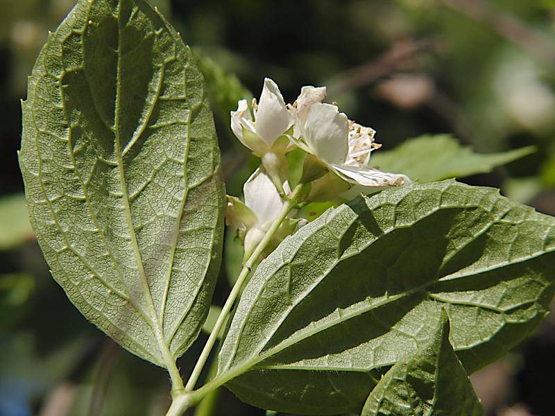 Изображение особи Philadelphus coronarius.