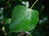 Tilia euchlora. Лист. Санкт-Петербург, Ботанический сад БИН РАН. 21.07.2015.