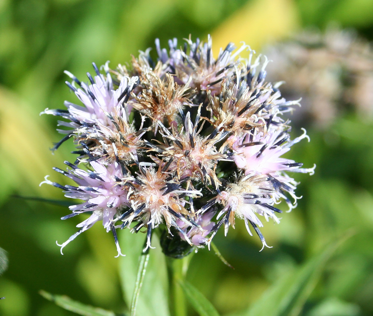 Image of Saussurea latifolia specimen.