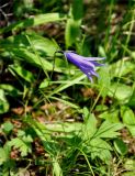 Campanula turczaninovii. Верхушка цветущего растения. Иркутская обл., берег озера Байкал, окр. пос. Большие Коты, опушка сосново-лиственничного леса. 02.07.2015.