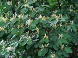 Lonicera tatarica