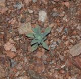 Morettia parviflora
