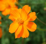 Cosmos sulphureus