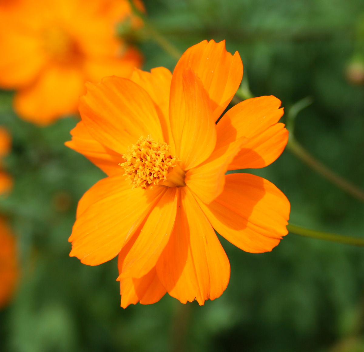 Изображение особи Cosmos sulphureus.