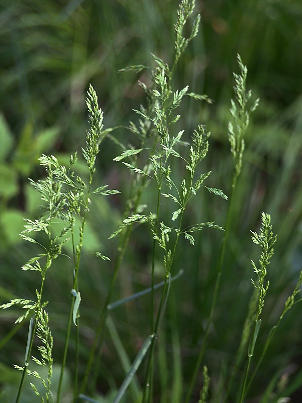 Изображение особи Poa pratensis.