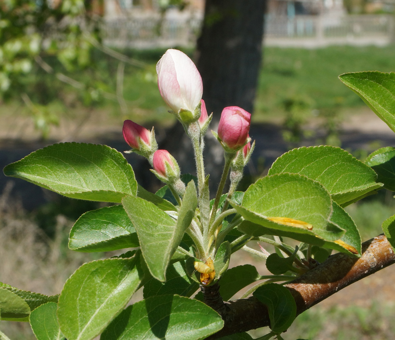 Изображение особи Malus domestica ssp. cerasifera.