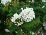 Spiraea cantoniensis. Соцветия и листья. Краснодарский край, г. Сочи, Центральный р-н, в культуре. 27.03.2016.