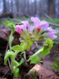 Pulmonaria obscura