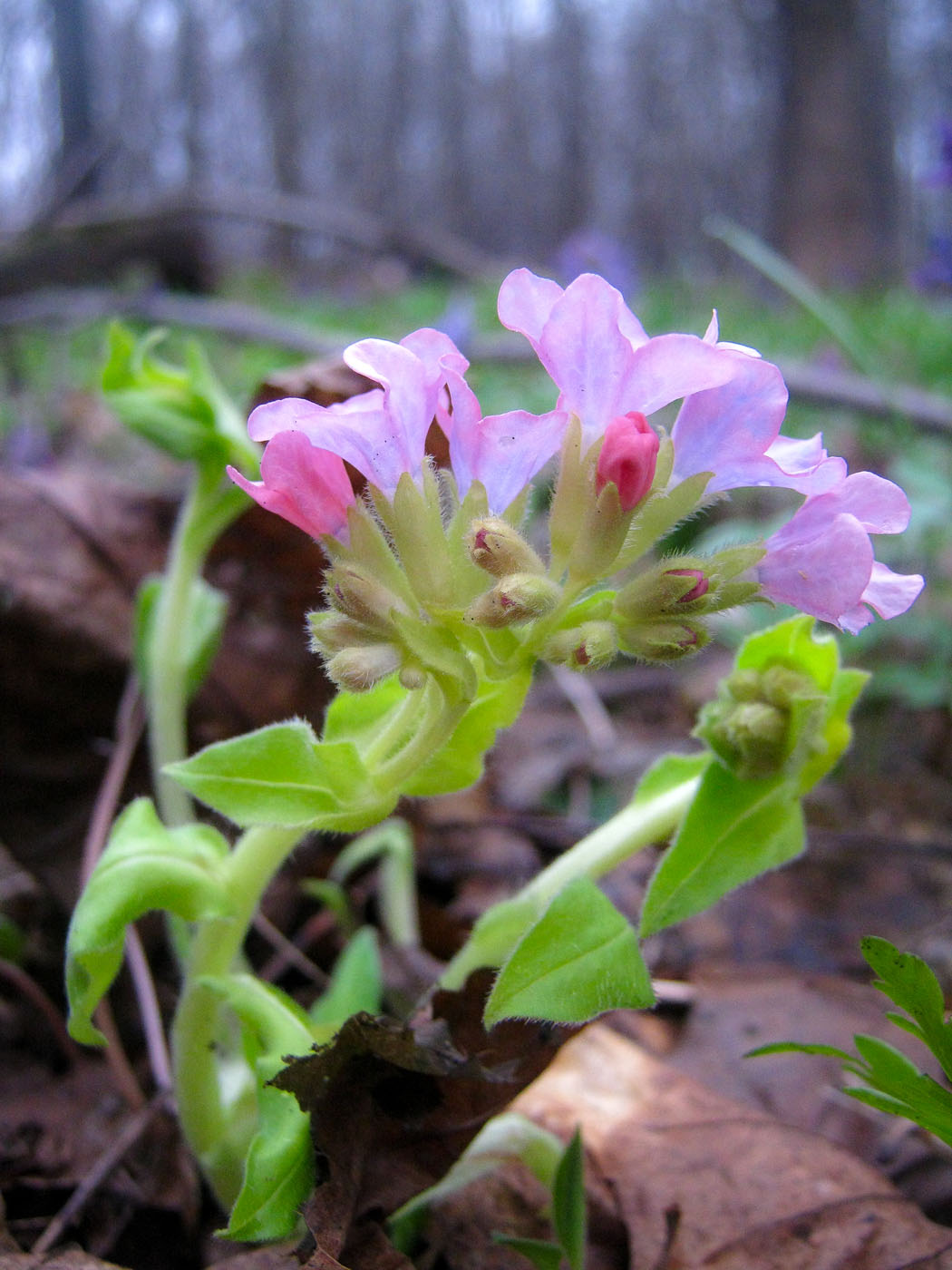 Изображение особи Pulmonaria obscura.