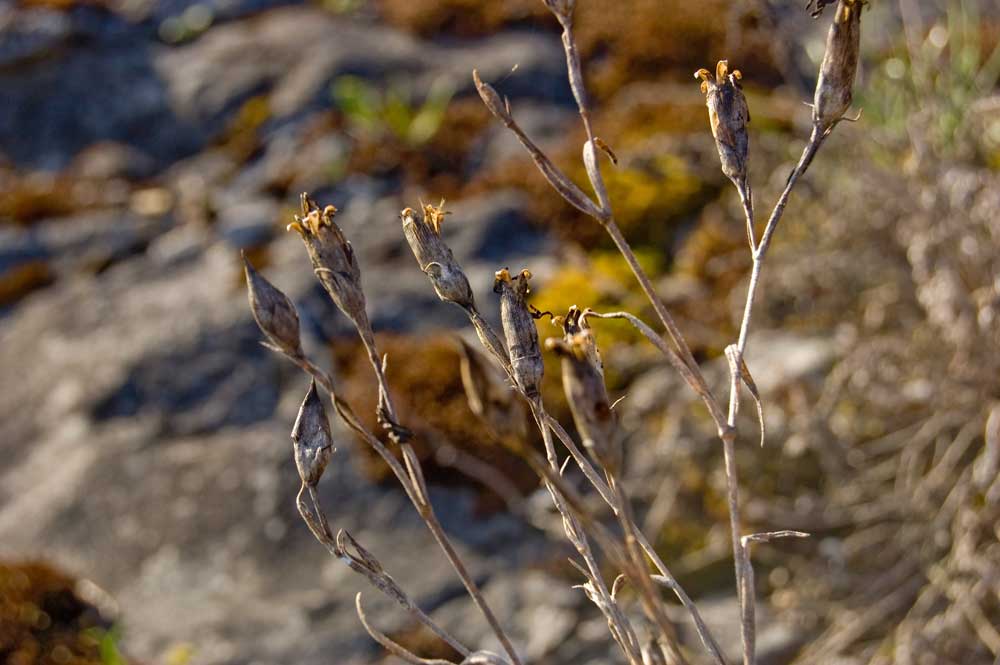 Image of Dianthus versicolor specimen.
