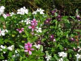 Catharanthus roseus