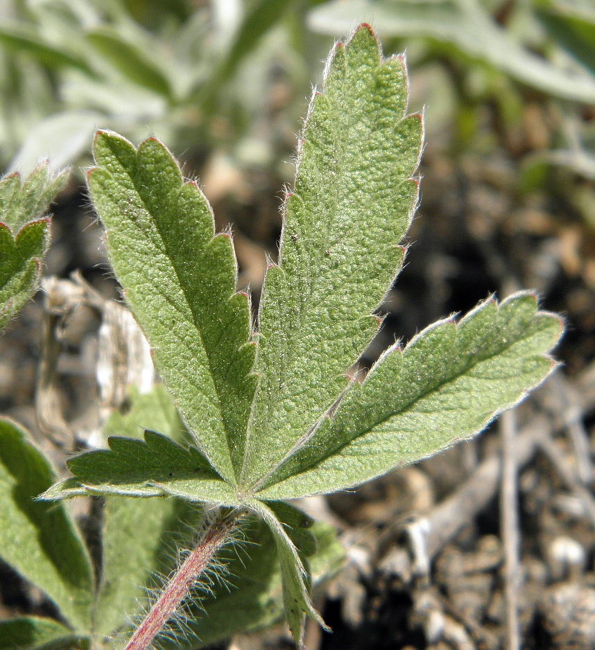 Image of Potentilla astracanica specimen.