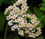 Spiraea × cinerea