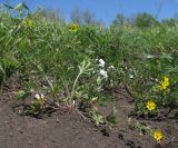 Potentilla caucasica