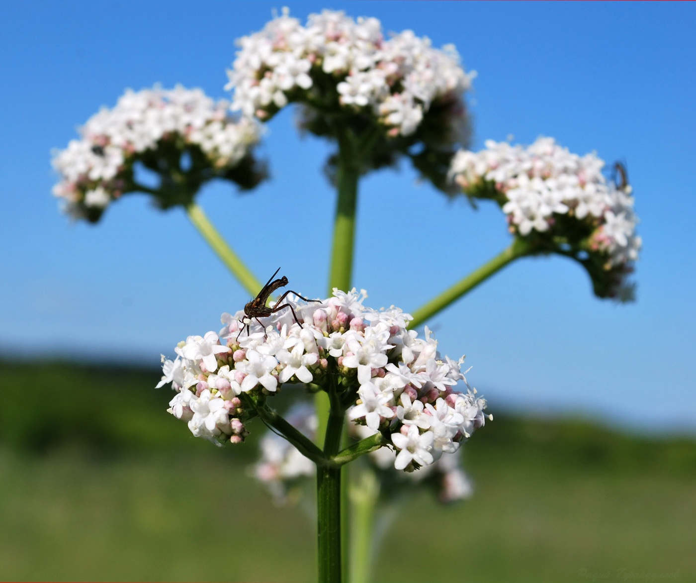 Image of Valeriana rossica specimen.