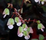 genus Begonia
