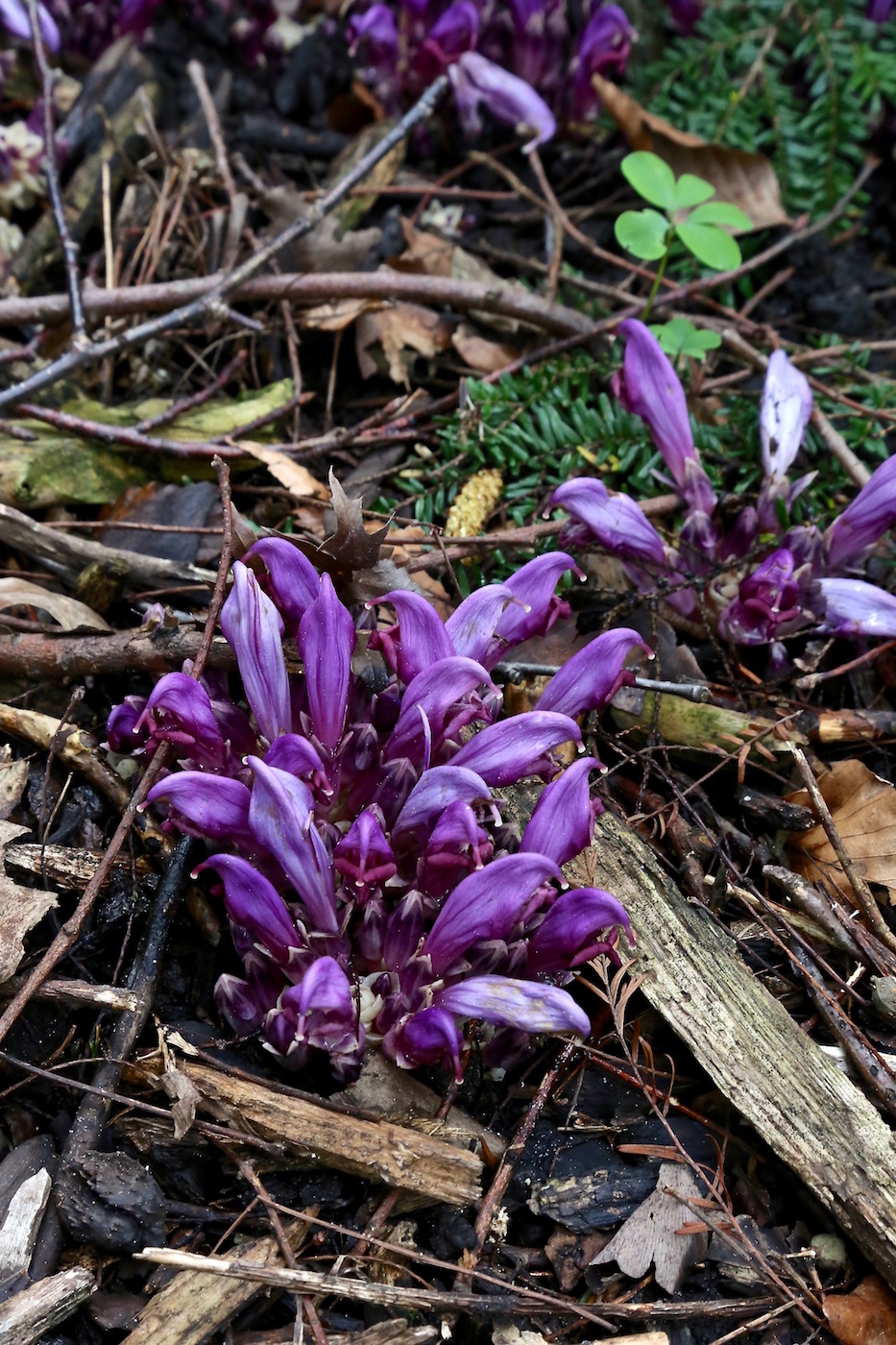 Изображение особи Lathraea clandestina.