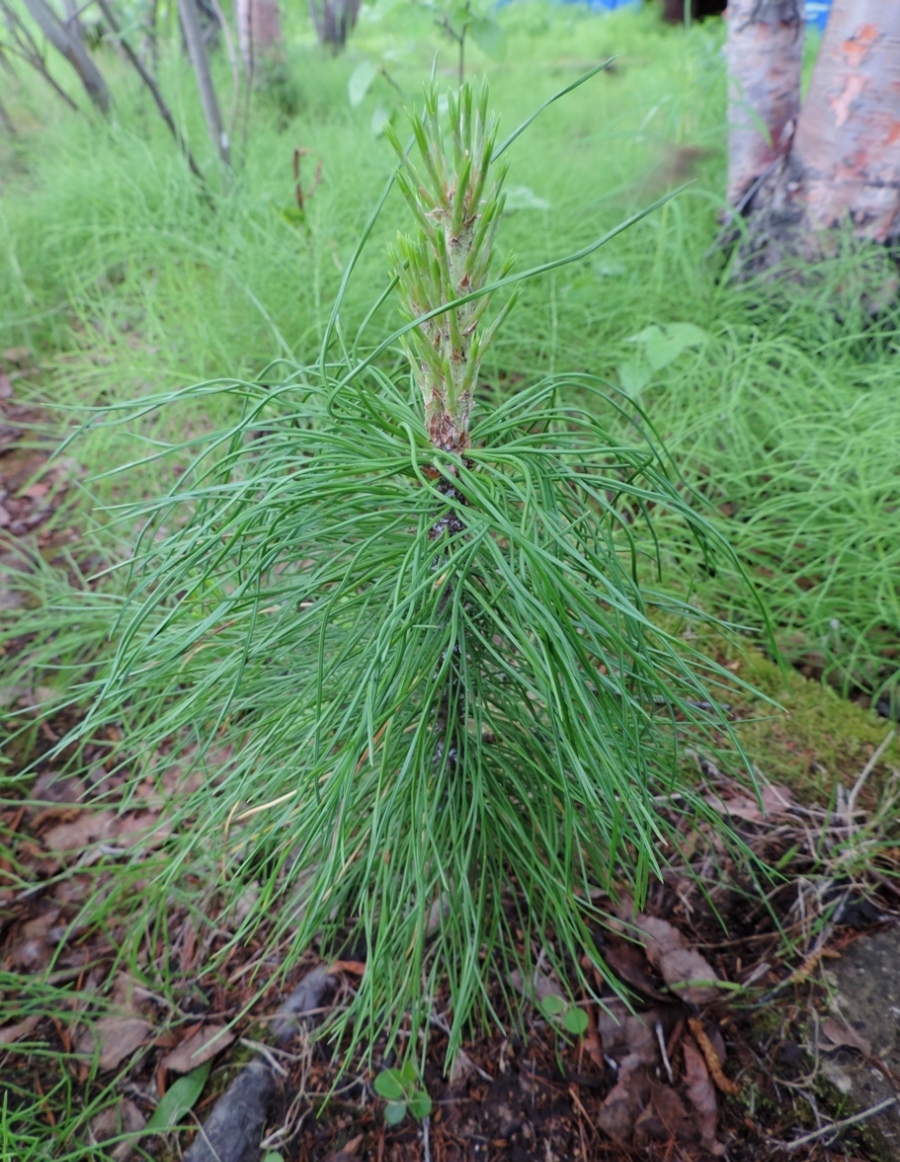 Изображение особи Pinus sibirica.