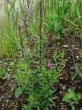 Lythrum salicaria. Расцветающие растения. Приморье, окр. г. Находка, у лесной дороги. 02.07.2016.