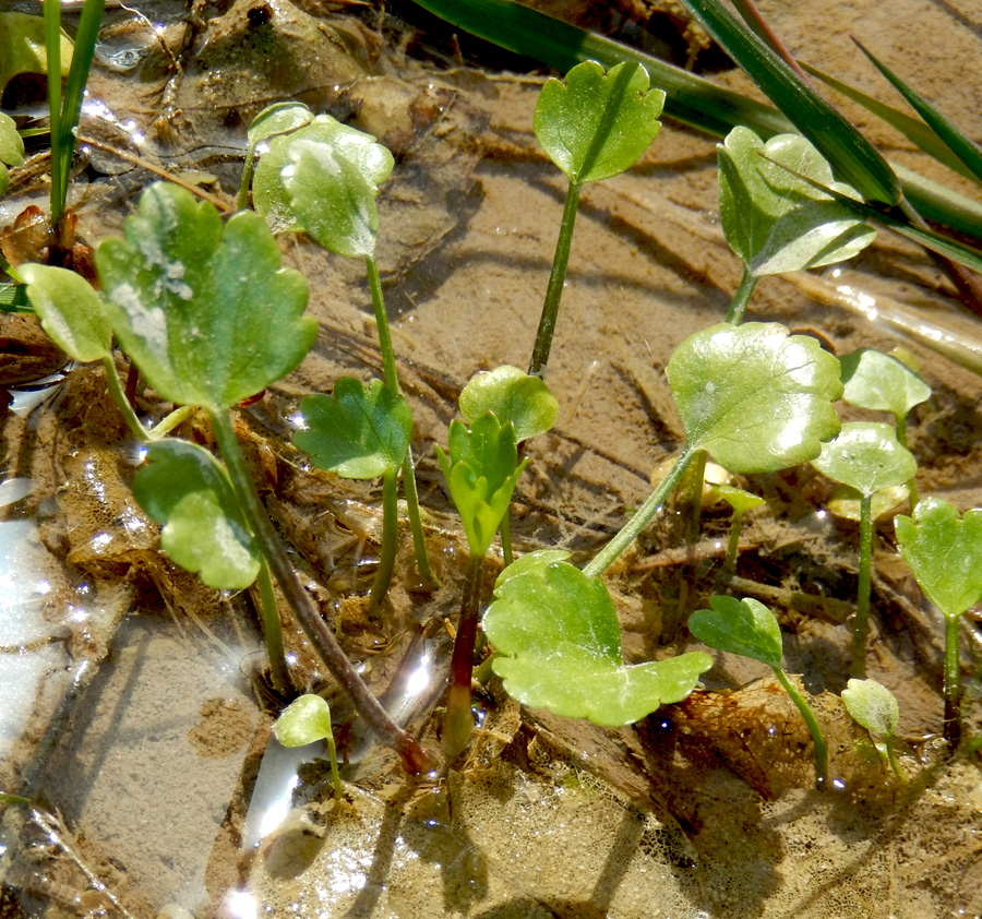Image of Ranunculus trachycarpus specimen.